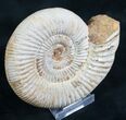 Perisphinctes Ammonite - Jurassic #7364-1